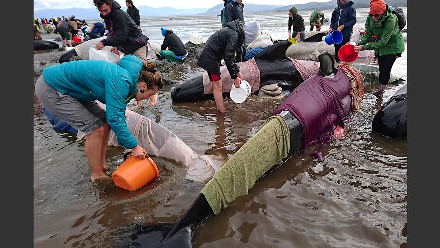 Волонтеры пытаются спасти живых дельфинов