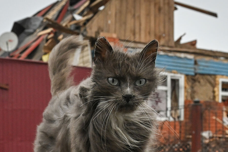 Хутор Агроном в&nbsp;Суджанском районе Курской области, освобожденный российскими Вооруженными силами от подразделений ВСУ, 12&nbsp;марта 2025&nbsp;года