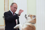 Владимир Путин с собакой Юмэ породы акита-ину перед началом интервью в Кремле телекомпании «Ниппон» и газете «Иомиури» в преддверии официального визита в Японию, 7 декабря 2016 года