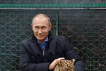 Владимир Путин во время посещения Центра разведения и реабилитации переднеазиатского леопарда, расположенного в Сочинском национальном парке, 2014 год