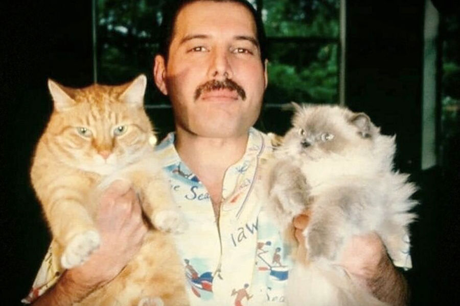 Свой первый сольный альбом &laquo;Mr. Bad Guy&raquo; Меркьюри посвятил «коту Джерри, а также Тому, Оскару и Тиффани, и всем любителям кошек во Вселенной &ndash; пускай все остальные идут к&nbsp;черту». Известно, что исполнитель был безумно любил своих пушистых друзей и даже звонил им в&nbsp;дороге. Он также посвятил песню «Delilah» своей кошке