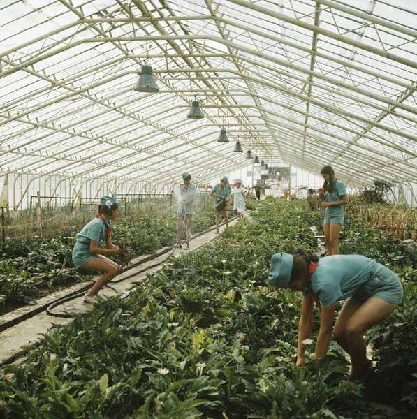 В&nbsp;оранжерее пионерского лагеря &laquo;Орленок&raquo;, 1977&nbsp;год