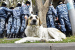 Сотрудники полиции на месте акции протеста оппозиции в Ереване, 19 ноября 2020 года