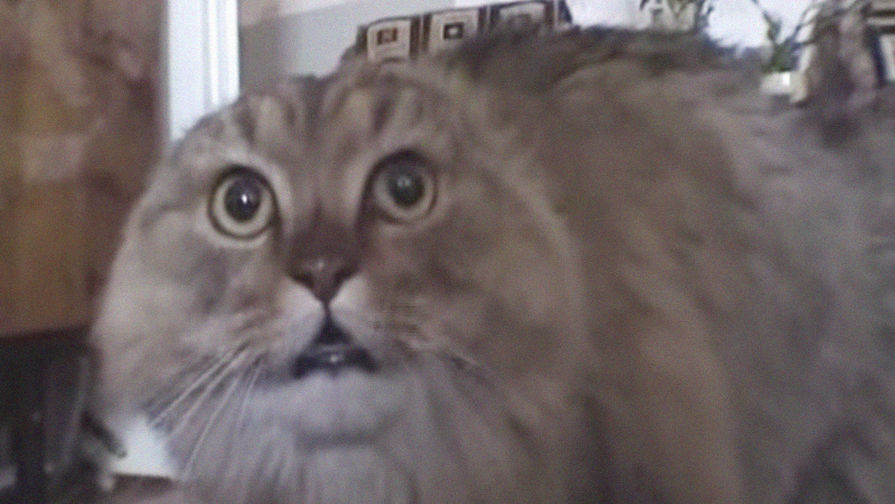 Кот Маркиз в&nbsp;оригинальном ролике &laquo;NONONONO Cat&raquo;, скриншот