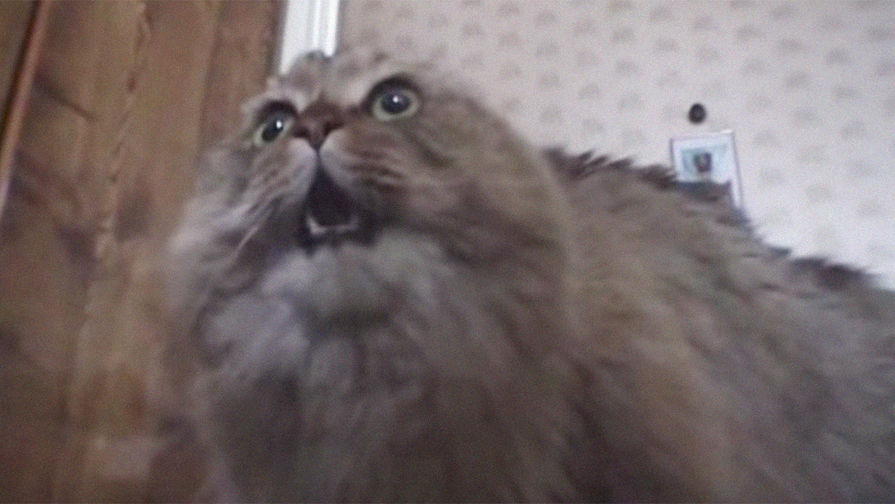 Кот Маркиз в&nbsp;оригинальном ролике &laquo;NONONONO Cat&raquo;, скриншот