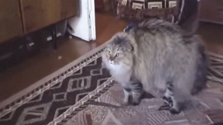 Кот Маркиз в&nbsp;оригинальном ролике &laquo;NONONONO Cat&raquo;, скриншот