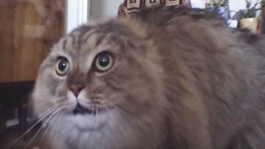 Кот Маркиз в&nbsp;оригинальном ролике &laquo;NONONONO Cat&raquo;, скриншот
