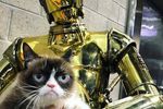 Grumpy Cat 