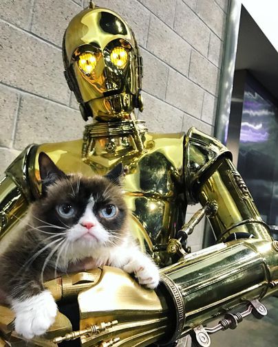 Grumpy Cat 