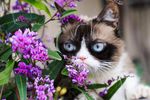 Grumpy Cat 