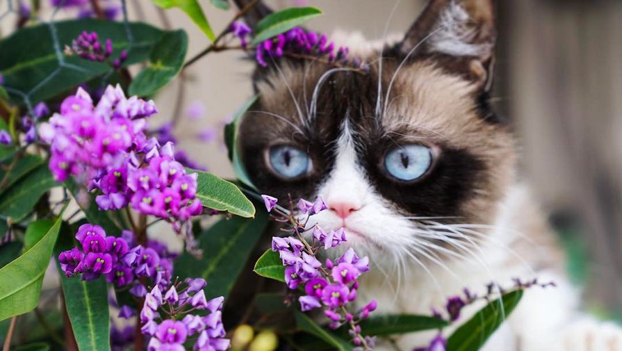 Grumpy Cat 