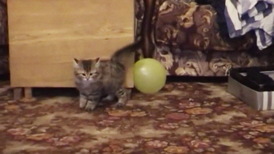 Кот Маркиз в&nbsp;детстве