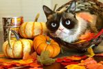 Grumpy Cat 