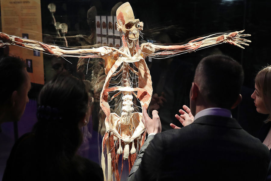 Экспонат анатомической выставки доктора Гюнтера фон Хагенса &laquo;Мир тела&raquo; (Body Worlds) на&nbsp;ВДНХ в&nbsp;Москве