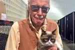 Grumpy Cat 