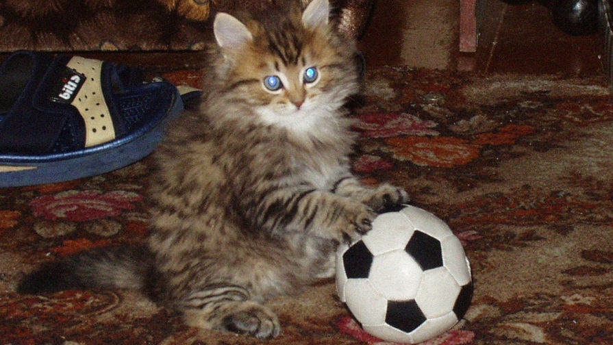 Кот Маркиз в&nbsp;детстве