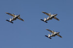 Самолеты Dornier Do 228NG на международной выставке Aero India 2025 на территории военно-воздушной базы Yelahanka в Бангалоре