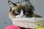 Grumpy Cat 