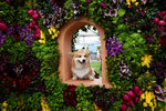 Marcel &laquo;Le Corgi&raquo; на&nbsp;выставке цветов Королевского общества садоводов Chelsea Flower Show 2017&nbsp;в&nbsp;Лондоне