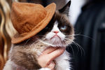 Grumpy Cat со своей хозяйкой на церемонии MTV Movie Awards в Лос-Анджелесе, 2014 год
