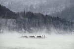 Баржа с грузовыми автомобилями идет по реке Енисей в сибирской тайге, 28 ноября 2022 года