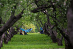 Горожане отдыхают в&nbsp;яблоневом саду в&nbsp;московском музее-заповеднике &laquo;Коломенское&raquo;