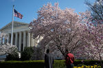Цветение сакуры в&nbsp;Вашингтоне, март 2021&nbsp;года 