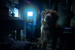 <b>«Глазами пса» (Good Boy), реж. Бен Леонберг</b>
<br><br>
<b>Где и когда смотреть:</b> в кино — с 16 октября
<br><br>
Ужастик про пса, который спасается от призраков, — снятый от лица пса. В главной роли — Инди, собака режиссера Бена Леонберга.

