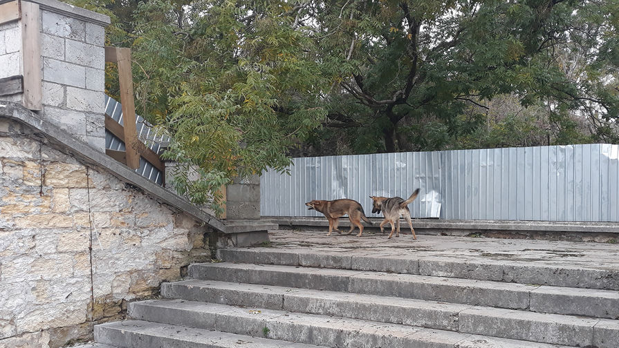 Бродячие собаки на&nbsp;пролетах Митридатской лестницы