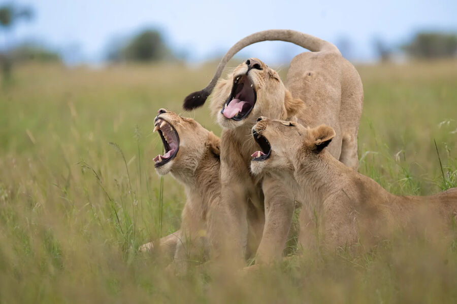 <b>Мелин Элвангер</b>. «Хор»
<br><br>
Высокая оценка жюри