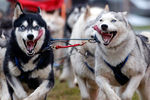 Забеги собачьих упряжек в&nbsp;городе Венек, Венгрия. 22&nbsp;ноября 2014&nbsp;года