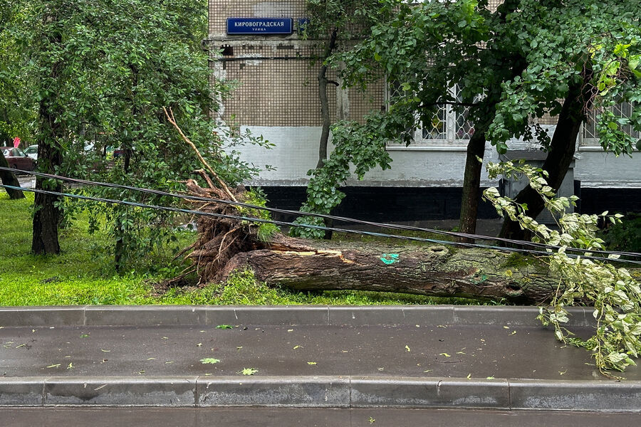 Дерево упало на&nbsp;автомобиль и повредило провода во дворе дома на&nbsp;улице Кировоградской на&nbsp;юге Москвы, 20&nbsp;июня 2024&nbsp;года