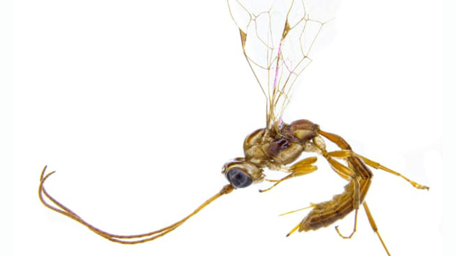 Биолог в&nbsp;Новой Зеландии назвал открытый им вид ос в&nbsp;честь Люциуса Малфоя &mdash; одного из&nbsp;отрицательных персонажей серии книг о&nbsp;Гарри Поттере. Он так решил назвать их (Lusius malfoyi), чтобы «улучшить имидж» насекомых. «Люди видят ос как злодеев, как «плохих парней». Но правда в&nbsp;том, что подавляющее большинство видов ос являются нейтральными или полезными с&nbsp;человеческой точки зрения. Как только Люциус Малфой был помилован после отделения от союзников Волдеморта, я прошу людей помиловать ос, чтобы восстановить их репутацию как интересных, важных существ», &mdash; сказал Том Сондерс