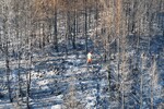 Последствия лесных пожаров в турецкой Анталии, 26 июля 2025 года