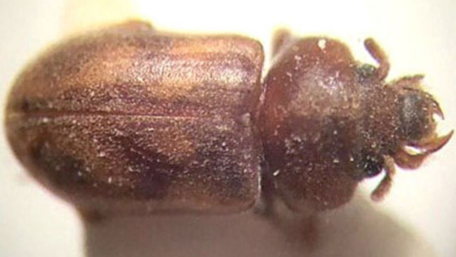 Вид жуков из&nbsp;семейства пилоусов получил имя в&nbsp;честь лидера группы «Гражданская оборона» Егора Летова&nbsp;- Augyles letovi. Насекомых, обитающих на&nbsp;севере Вьетнама, открыл ученый Алексей Сажнев из&nbsp;Ярославской области. &laquo;В этом году было 10 лет со дня смерти Егора Летова. Как творческая личность он в&nbsp;свое время очень повлиял на&nbsp;меня. С&nbsp;историей про&nbsp;аэропорт это никак не связано, описание (нового вида &ndash; ред.) было до&nbsp;истории с&nbsp;конкурсом (на название омского аэропорта &ndash; ред.), просто так получилось&raquo;, &mdash; отметил ученый.
