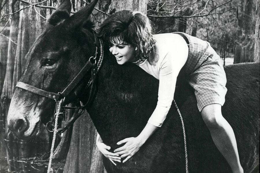 Итальянская актриса Клаудия Кардинале обнимает мула Мака во время съемок в&nbsp;Эверглейдс во Флориде, 1960&nbsp;год