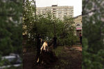 Последствия грозы в Москве, 9 мая 2019 года