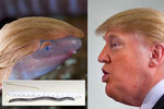 В честь президента США Дональда Трампа назвали новый вид амфибий. Dermophis donaldtrumpi — безногое и слепое земноводное, умеющее прятаться в песок. По мнению ученых, эта способность отражает отношение Трампа к проблеме глобального изменения климата