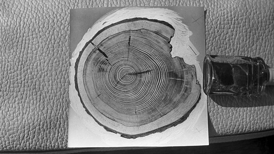 Срез лиственницы с&nbsp;повреждениями от взрыва Тунгусского метеорита, 1966 год