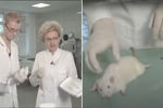 Еще до появления «Жить здорово!» Елена Малышева разозлила зрителей выпуском другого своего шоу. В одном из эпизодов «Здоровья» от 2008 года речь шла о параличе (а если конкретнее — синдроме Гийена-Барре). Среди прочего ведущая тогда продемонстрировала проведенный ей же эксперимент, который многие сочли чрезмерно жестоким: живой крысе была введена кровь пациента с синдромом Гийена-Барре, и животное вскоре перестало двигаться. Впоследствии Малышева успокоила разозленных зрителей, объяснив, что на самом деле крысе был введен обычный транквилизатор — и она осталась жива