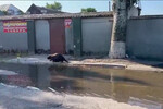 Местные жители заметили бобров на улицах Херсона после разрушения Каховской ГЭС
