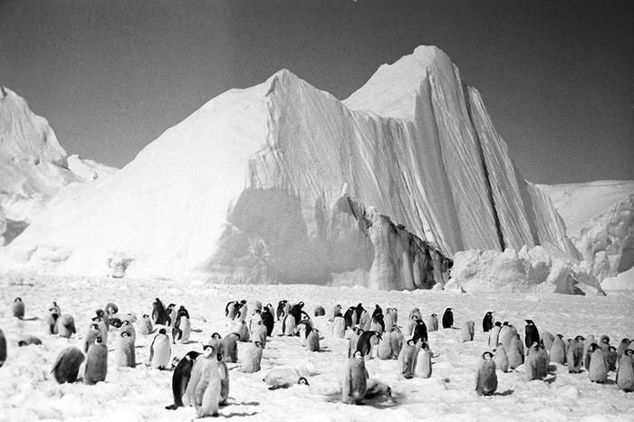 Императорские пингвины в&nbsp;Антарктиде, 1967&nbsp;год