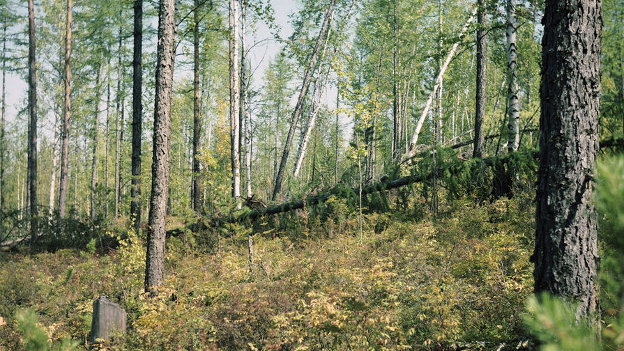 В&nbsp;километре от этого места находился эпицентр взрыва, произошедшего в&nbsp;тайге в&nbsp;1908 году от тунгусского метеорита. Фото 1976 года.