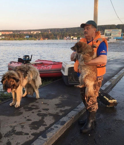 Сотрудник МЧС во время эвакуации собак из зоны паводка в городе Тулуне, 30 июня 2019 года