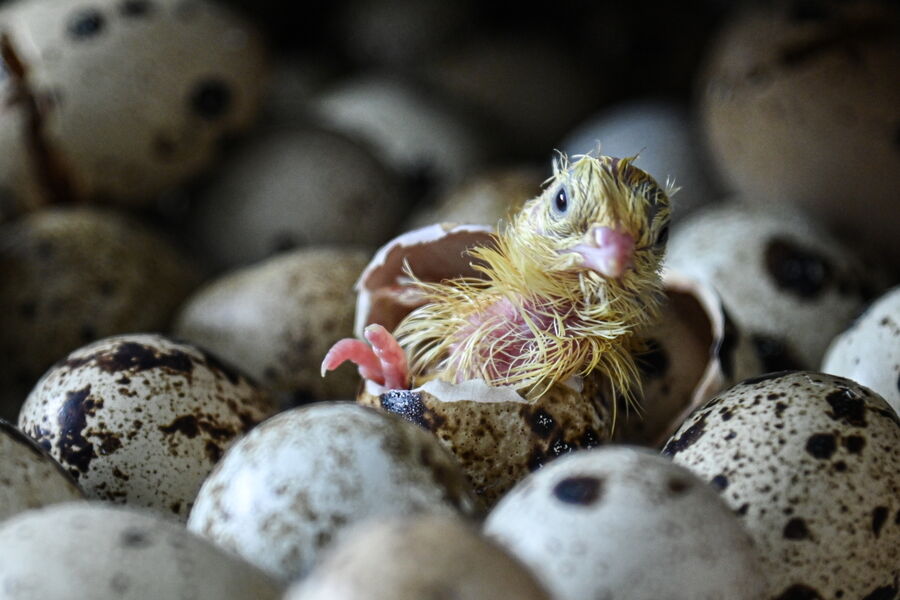 Перепел в&nbsp;фермерском хозяйстве станицы Выселки Краснодарского края, 9&nbsp;ноября 2025&nbsp;года