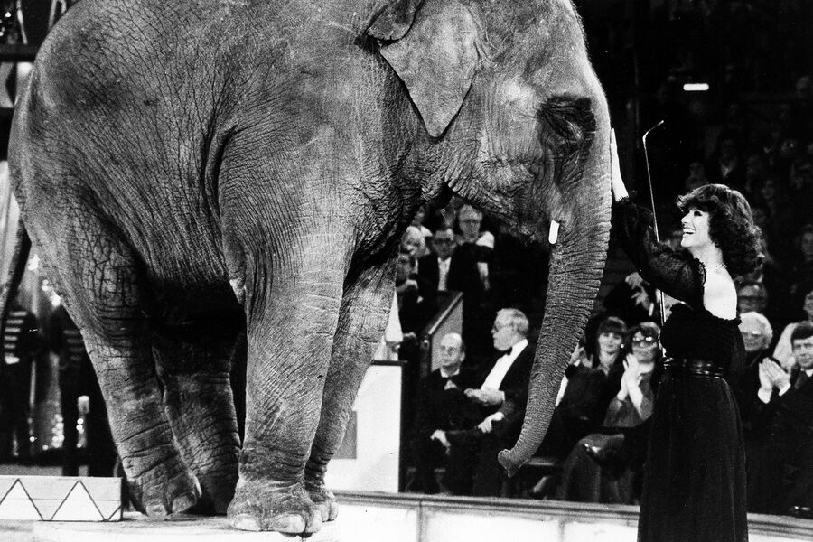 Итальянская актриса Клаудия Кардинале со слоном во время благотворительного представления в&nbsp;цирке «Кроне» в&nbsp;Мюнхене, Германия, 5&nbsp;января 1977&nbsp;года