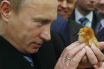 Владимир Путин во время посещения агропромышленной выставки «Золотая осень» на ВВЦ, 2008 год