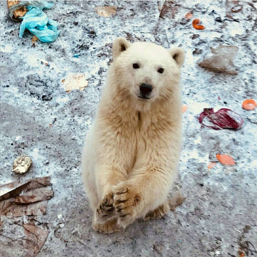 Нашествие белых медведей на Новой Земле, февраль 2019 года
