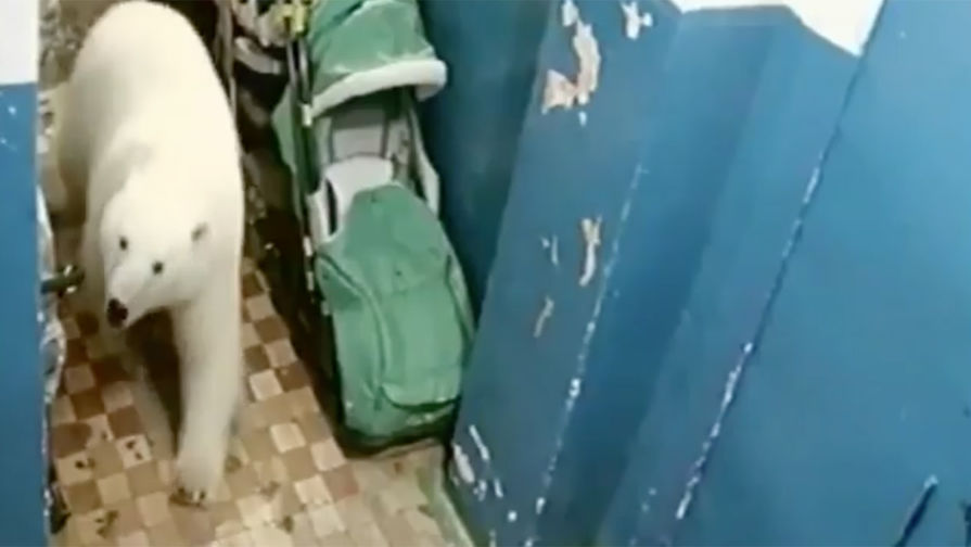 Нашествие белых медведей на&nbsp;Новой Земле, февраль 2019 года