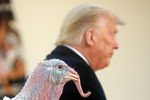 Дональд Трамп во время церемонии помилования, 2020 год
